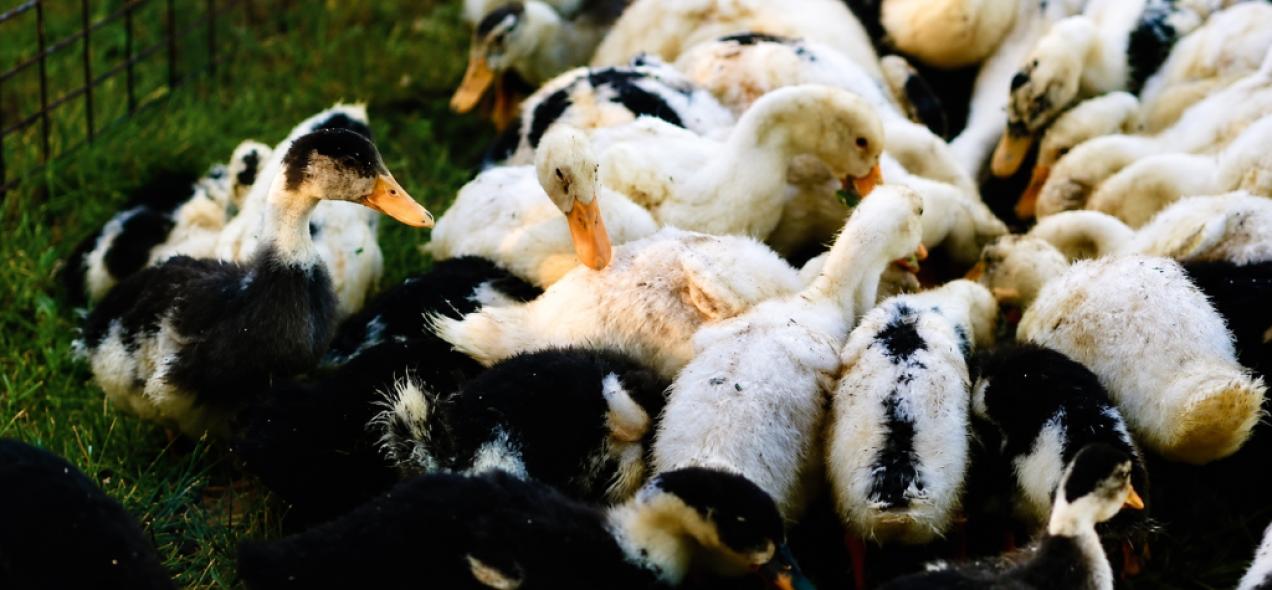 Termelői Piac és Állatvásár Nagyvázsony
