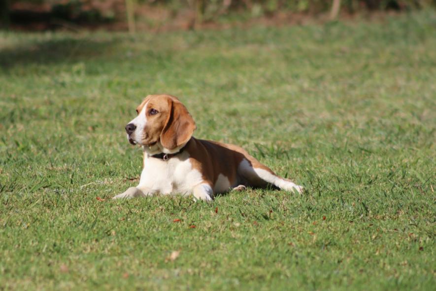 VII. Országos Beagle Találkozó