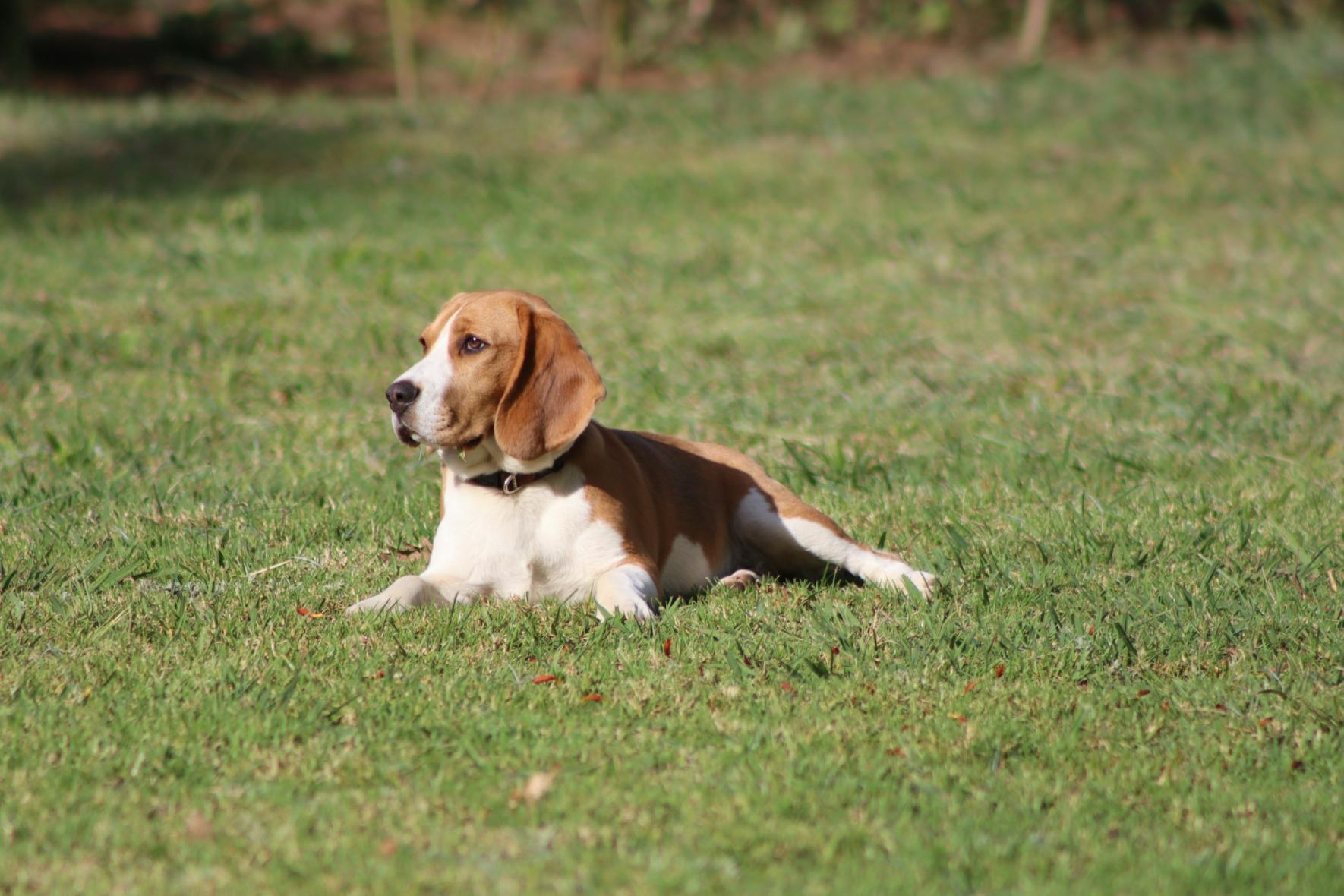 VII. Országos Beagle Találkozó