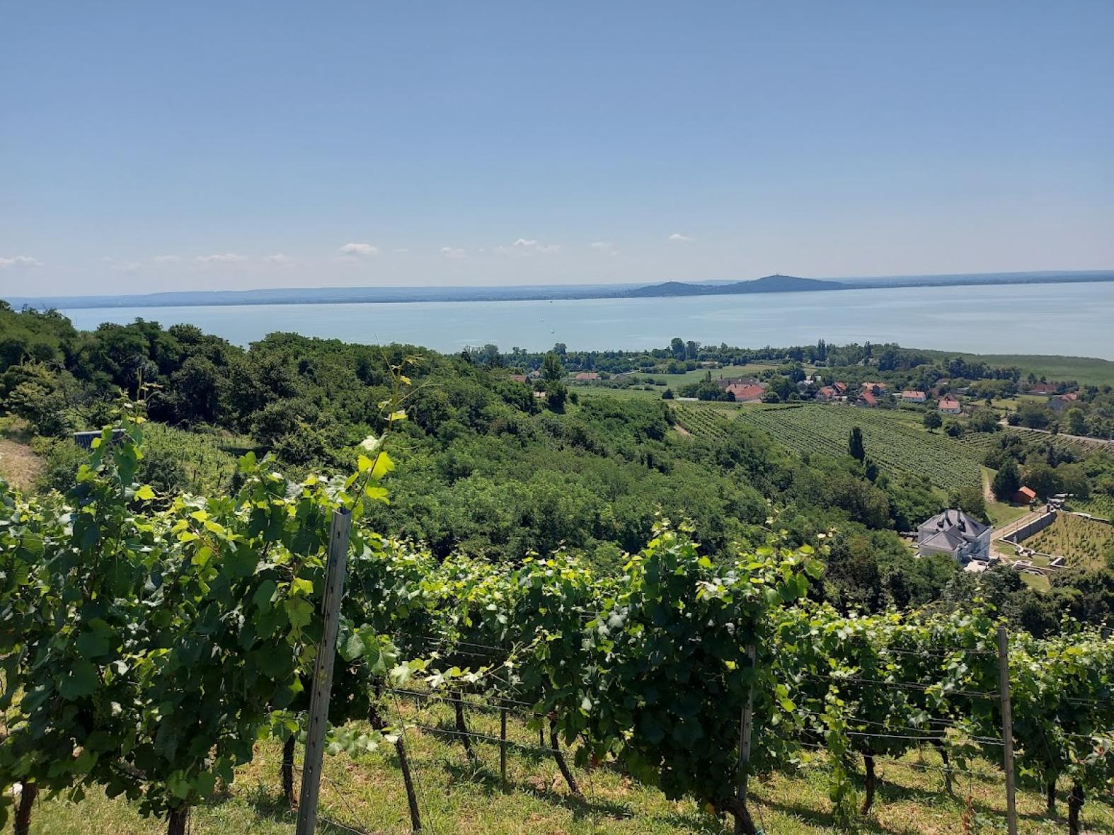 Kéknyelű Virágzás Ünnepe Badacsony - 2026 