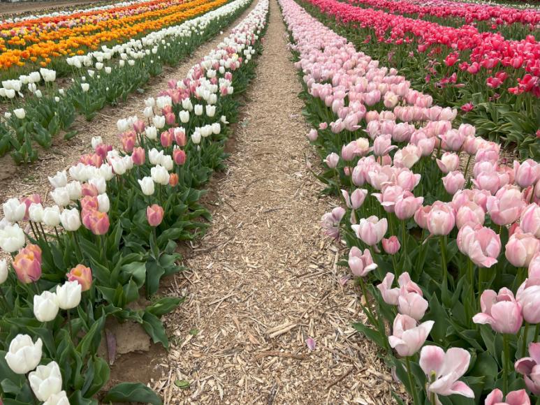 Tulipánszüret Szőlősgyörökön – 2026