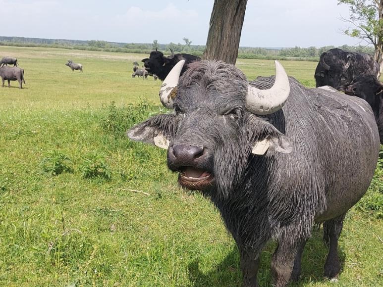 Lassulj le te is - bivalyrezervátum a Kis-Balatonnál