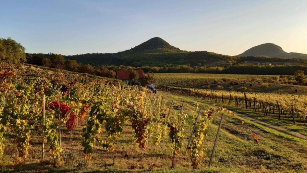 Sabari Borforraló Verseny