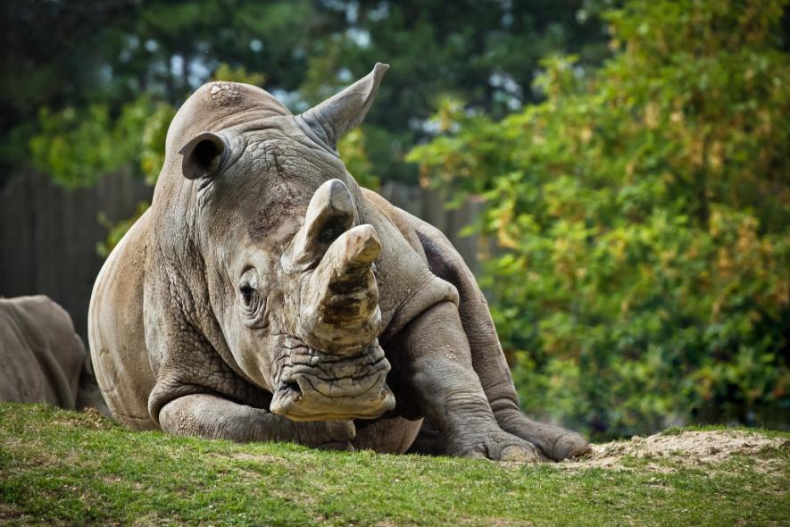 Veszprémi Állatkert