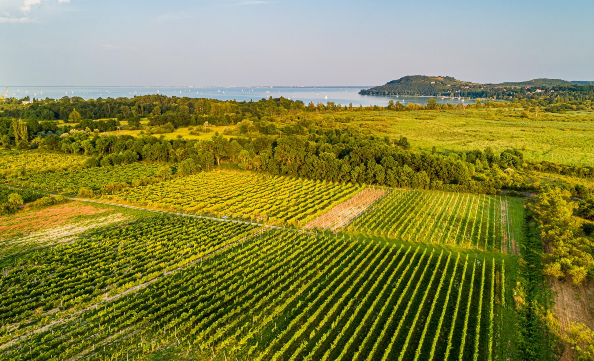 Márton napi borcsomag