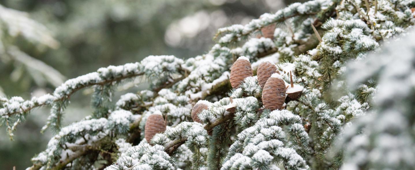 Téli vakáció a Follyban