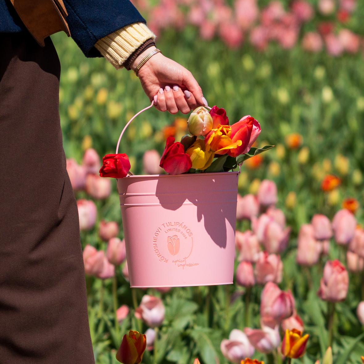 Kőröshegyi Tulipánszüret 2026