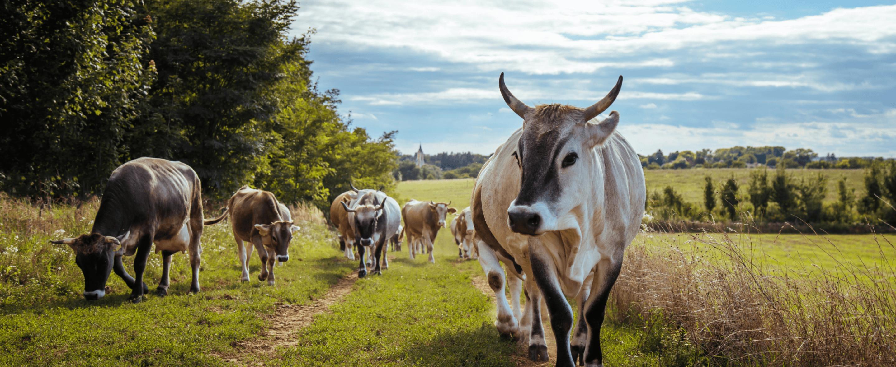 Boldog Boci Fesztivál