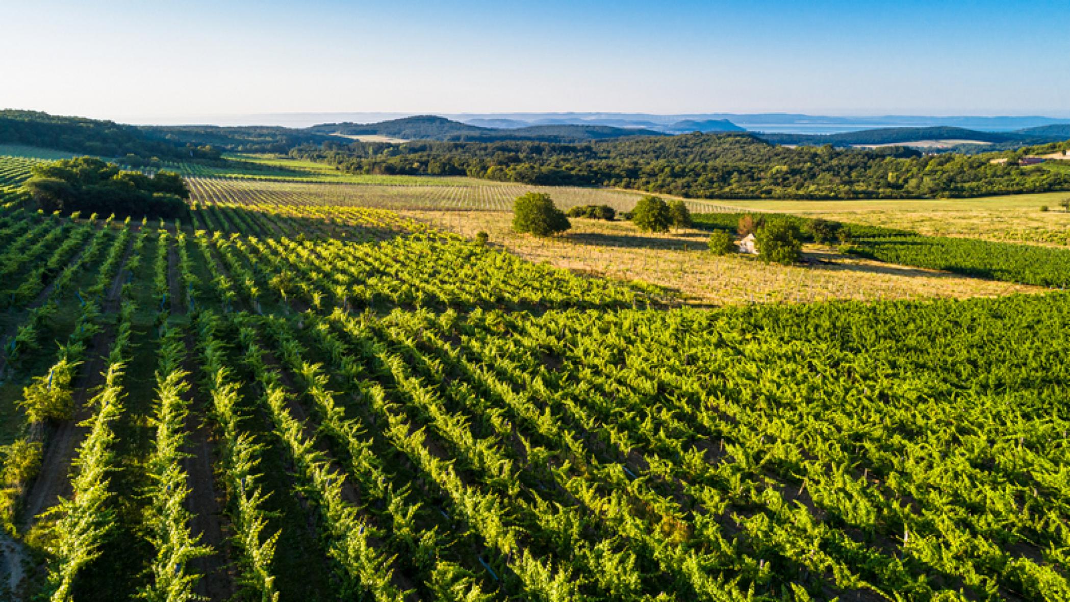 Borkóstoló a Figula Pincészetnél