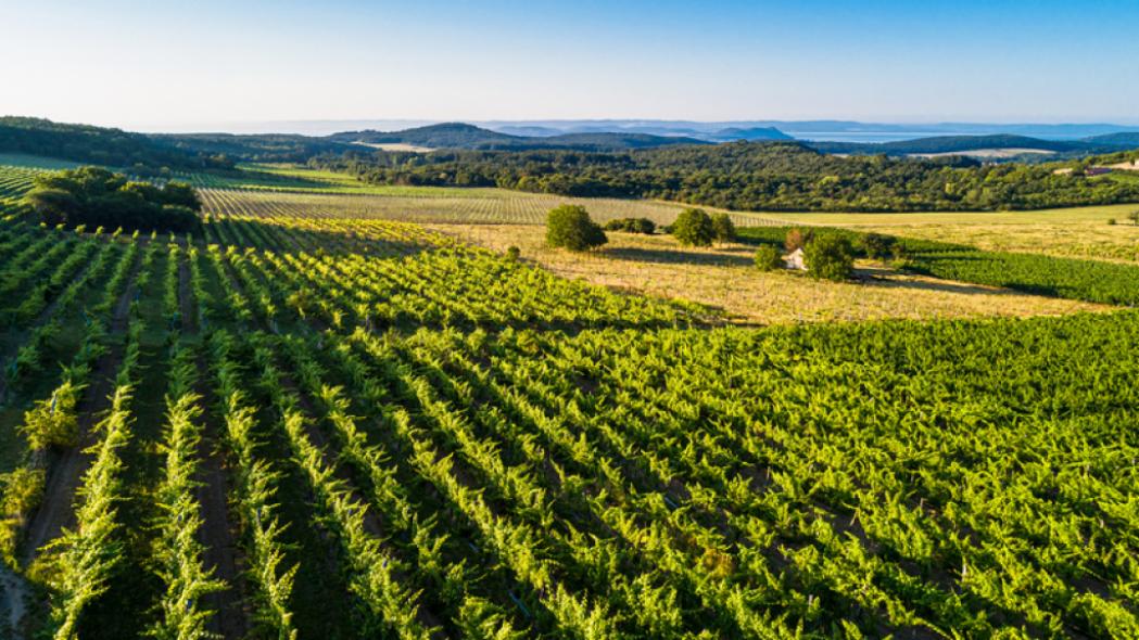Borkóstoló a Figula Pincészetnél