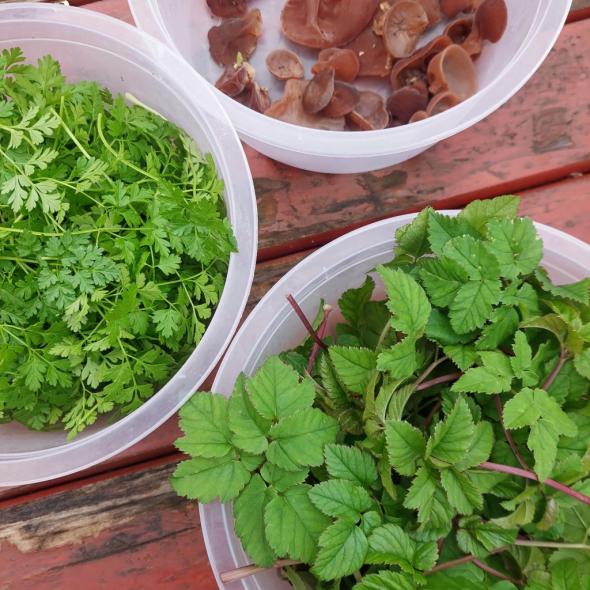 Gaz, Gomba, Kaja: Erdőkert és konyha Gálik Judittal és Vrancsik Tibivel