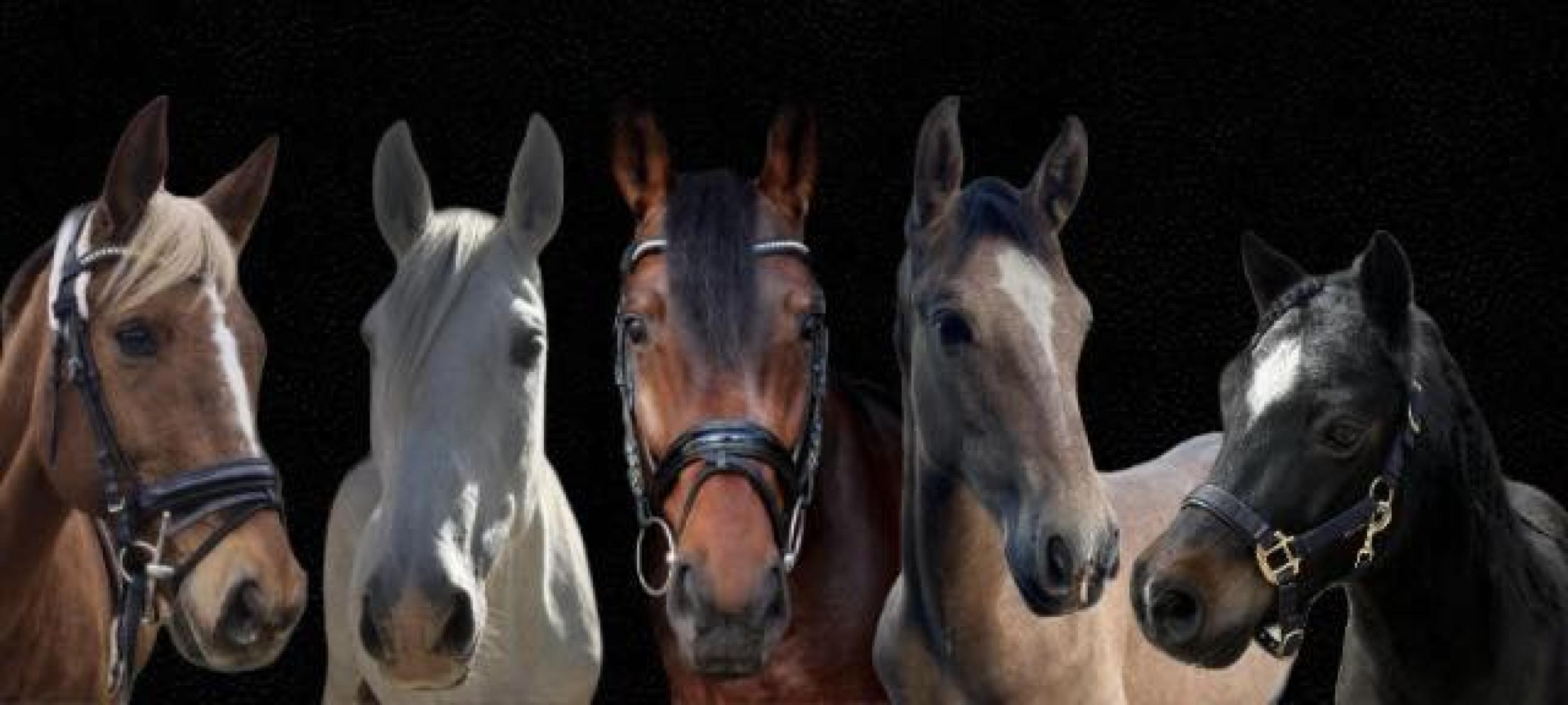 Húsvéti jótékonysági lovaglás