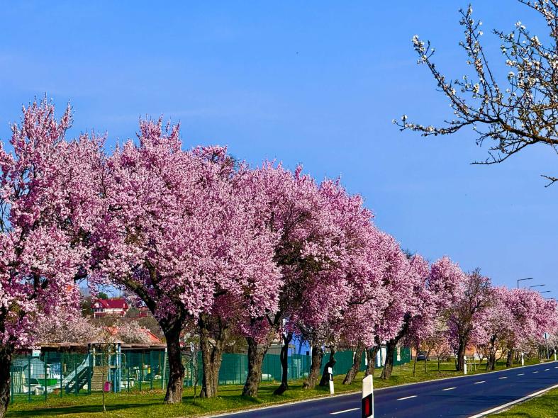 Itt az ideje, hogy beleszeress a balatoni mandulavirágzásba