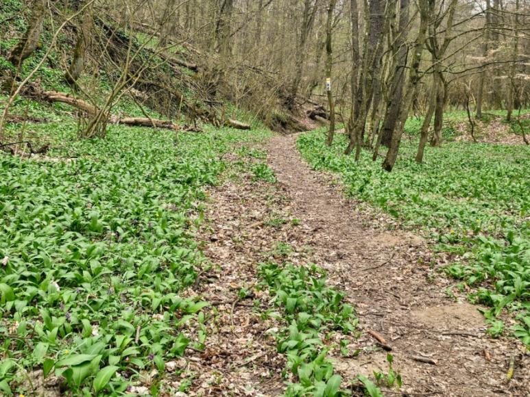 Tavasz a Balaton zöld oldalán - itt az ideje a medvehagyma túráknak