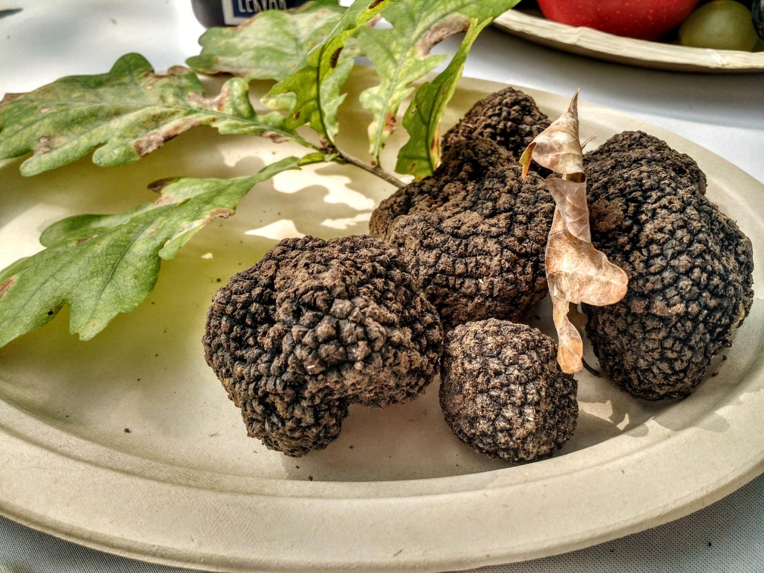 Szarvasgomba vadászat Somogyban – Kulináris kaland az erdő mélyén