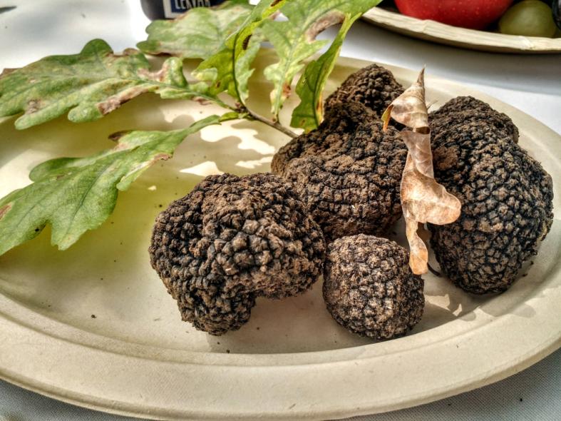 Szarvasgomba vadászat Somogyban – Kulináris kaland az erdő mélyén