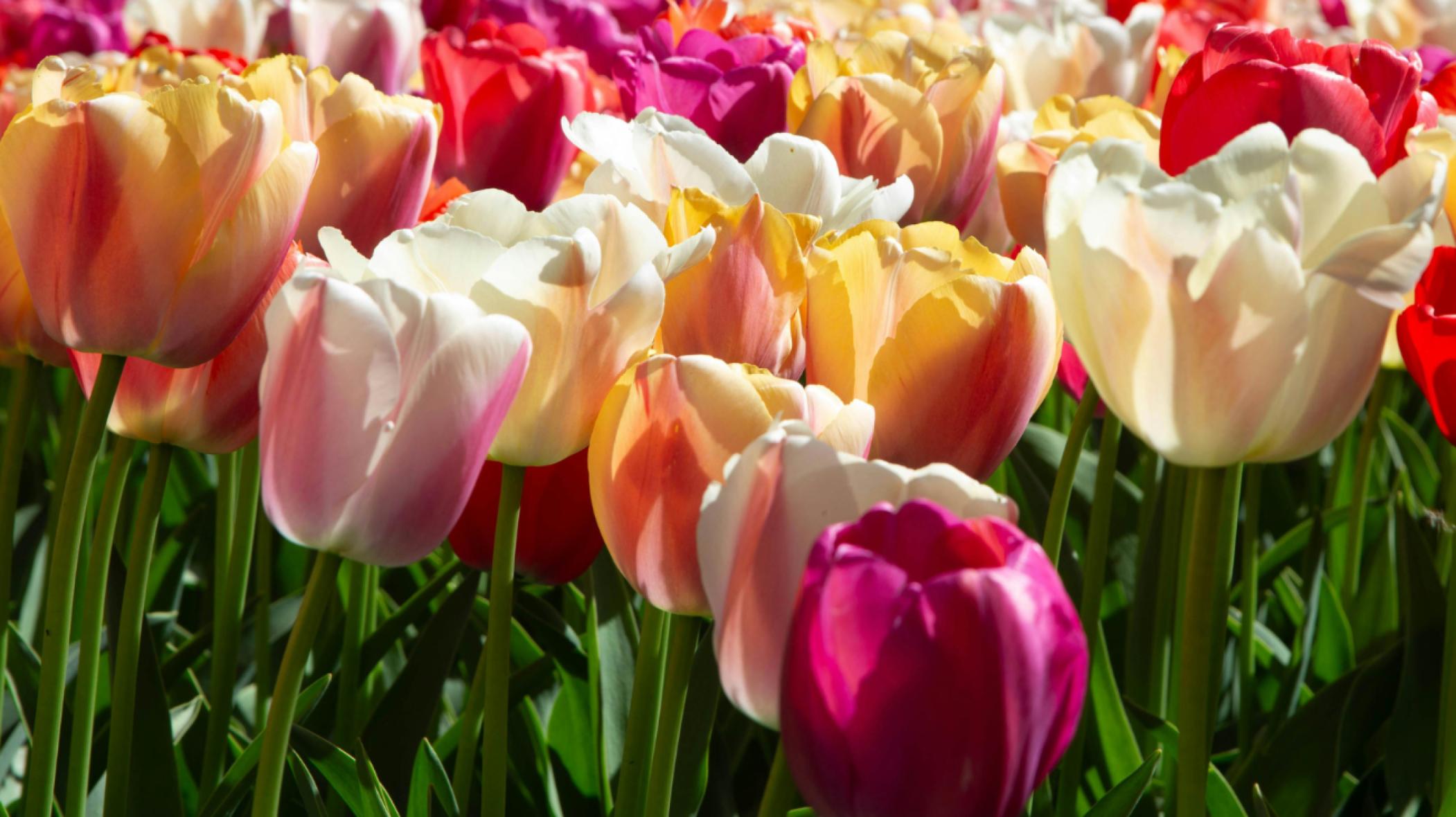 Tulipánszüret és homoktöviskóstoló a JóKisKertben