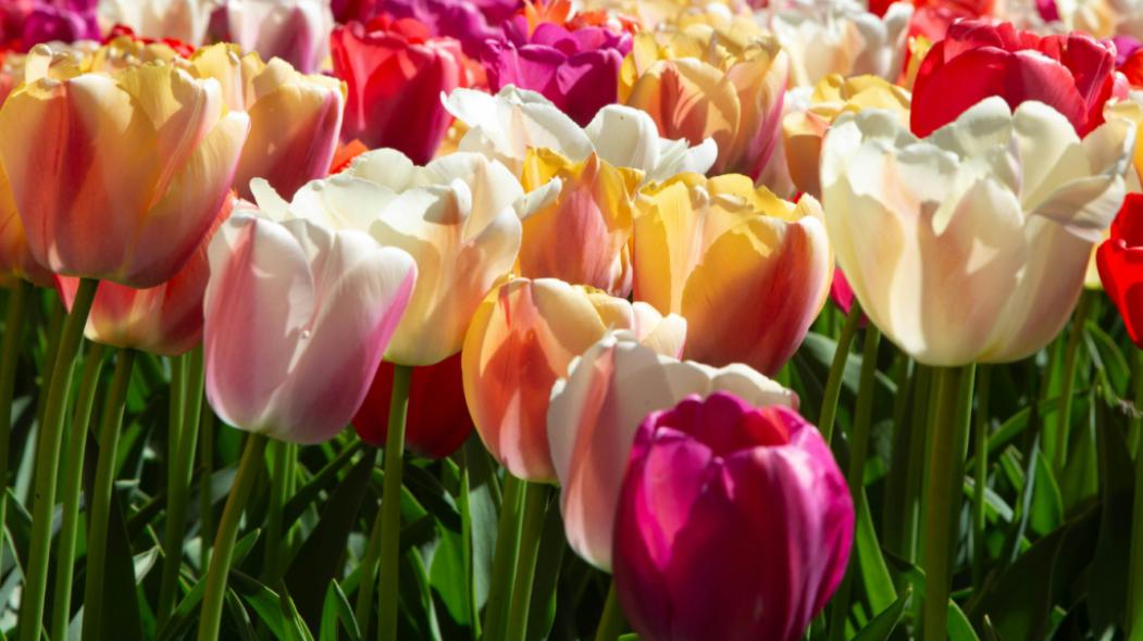 Tulipánszüret és homoktöviskóstoló a JóKisKertben