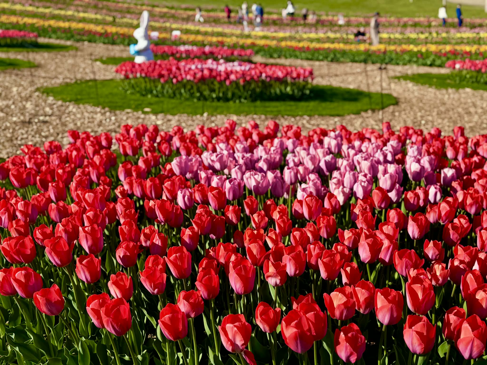 Több százezer tulipán között sétálhatsz a Balatonnál Több százezer tulipán között sétálhatsz a Balatonnál