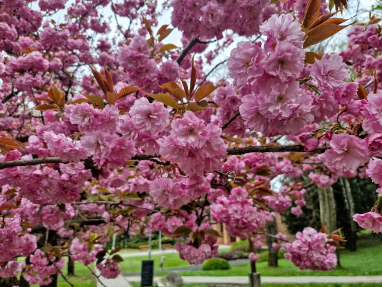 Sakura a Balatonnál – irány Zalakaros 