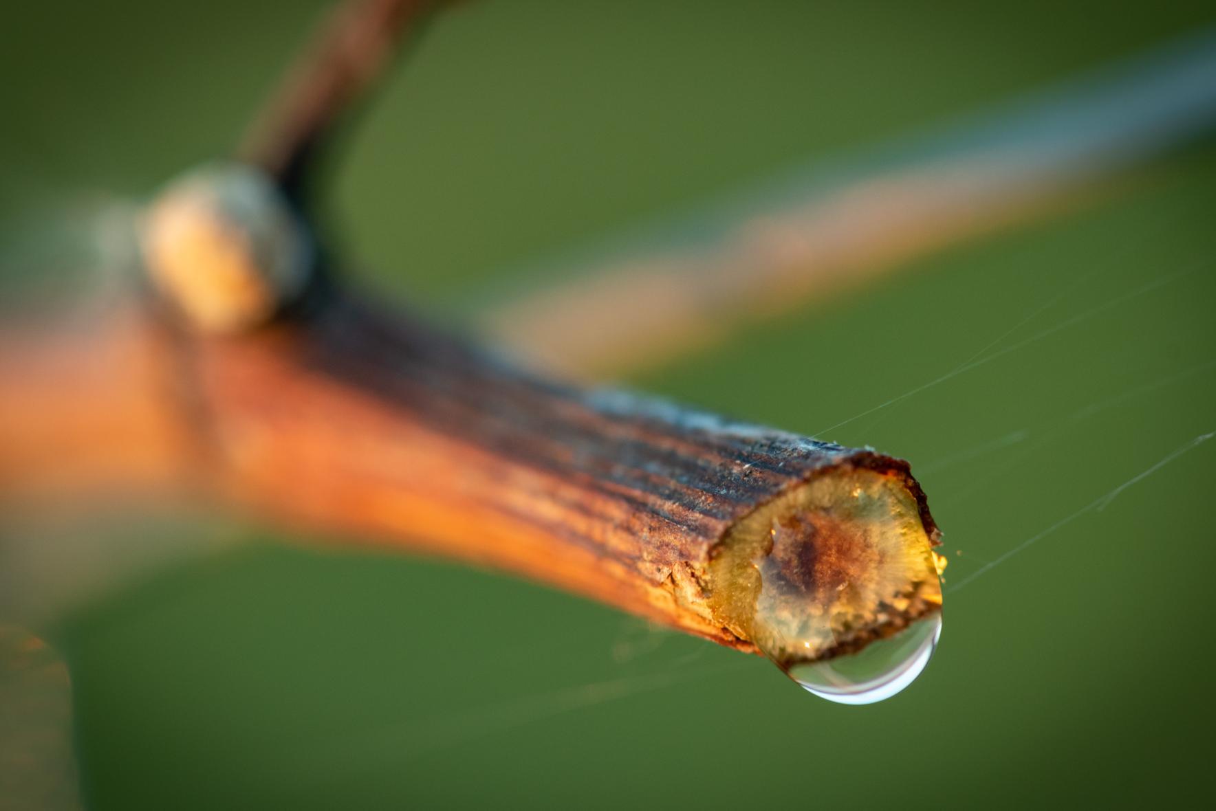 Terasznyitó party a Gyukli Pincénél