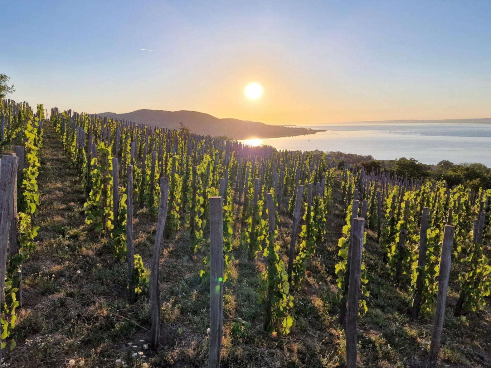 Majális a szőlőben