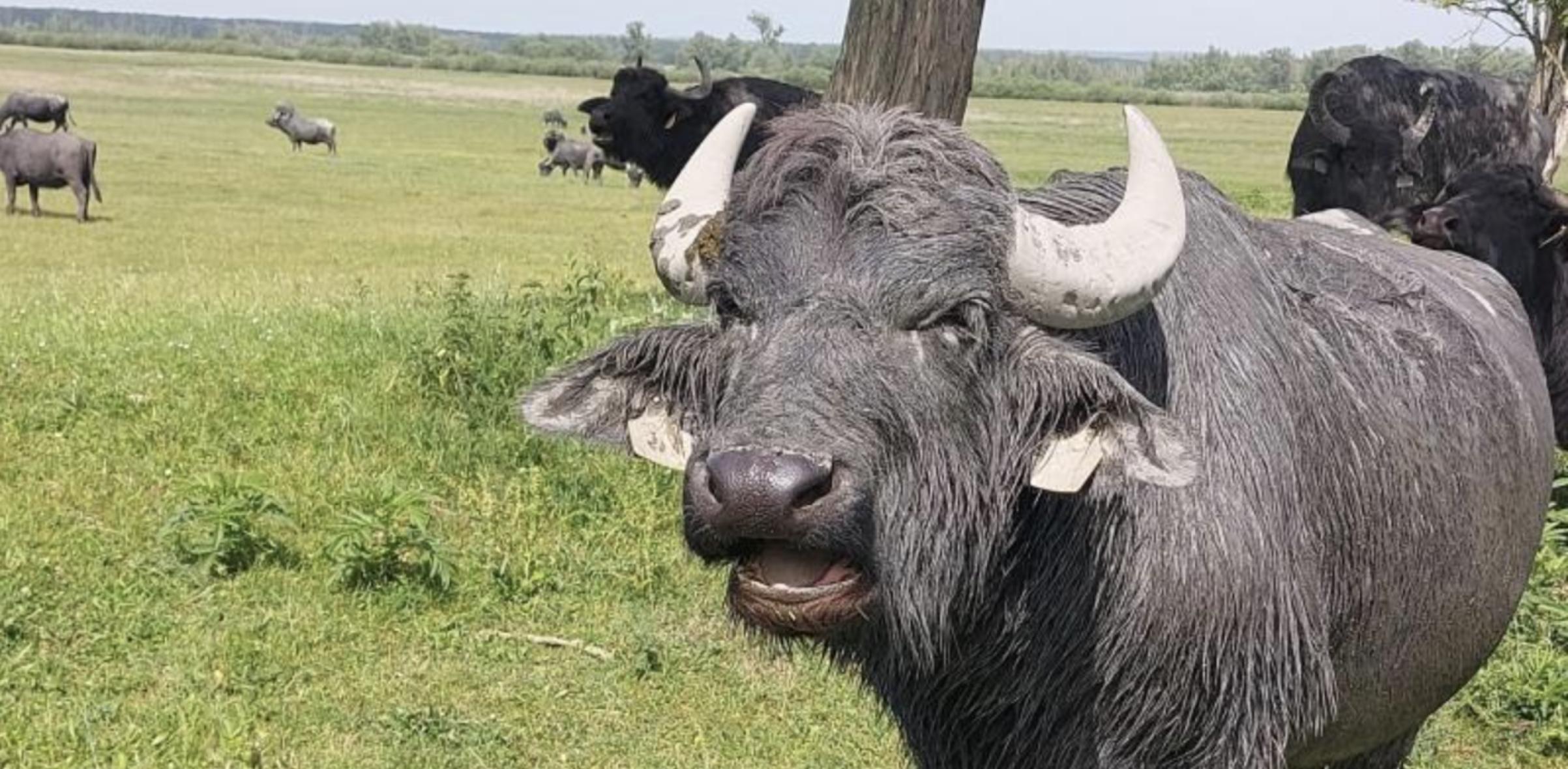 Kápolnapusztai Bivalyrezervátum