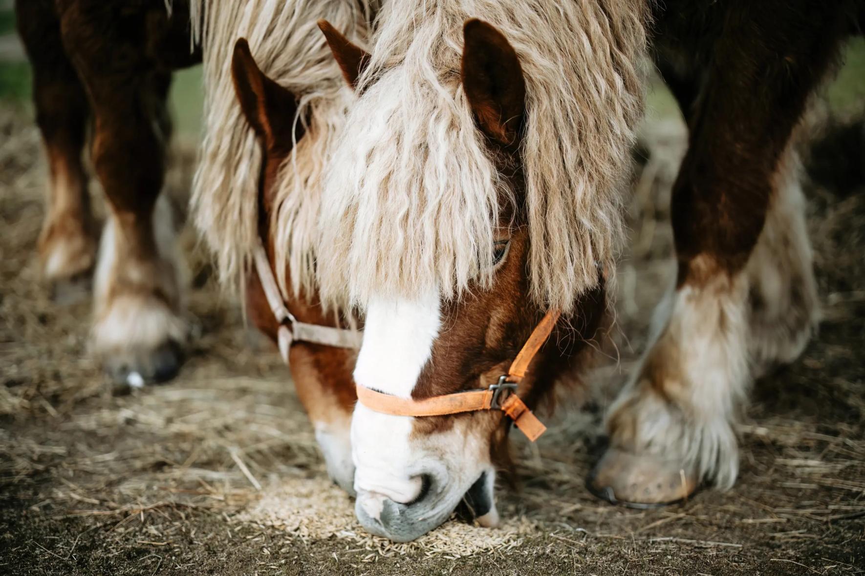 Állatvásár Nagyvázsonyban – 2026