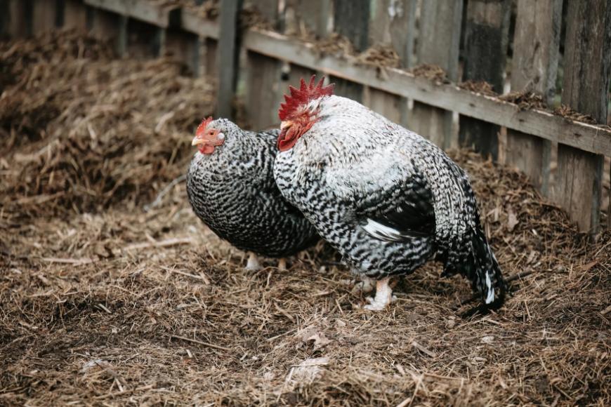 Állatvásár Nagyvázsonyban – 2026