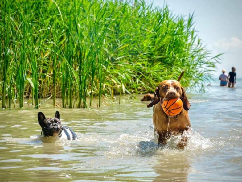 Dog Beach Fest 2026